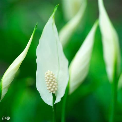 白鶴芋花語 效益 意思